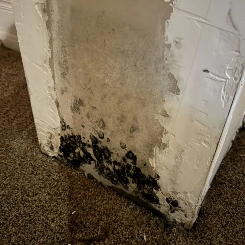 Professional Mold Removal in Palestine, TX